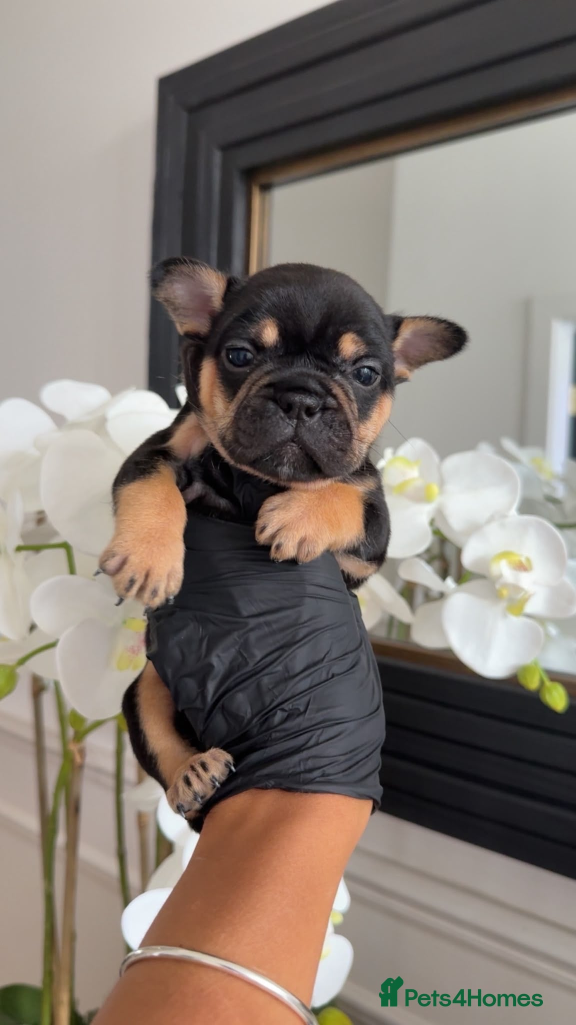 French Bulldog dogs Beautiful French Bulldog Puppies - Advert 2