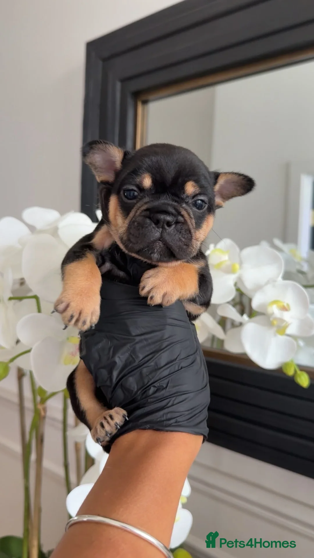 French Bulldog dogs for sale: Beautiful French Bulldog Puppies - Advert 2
