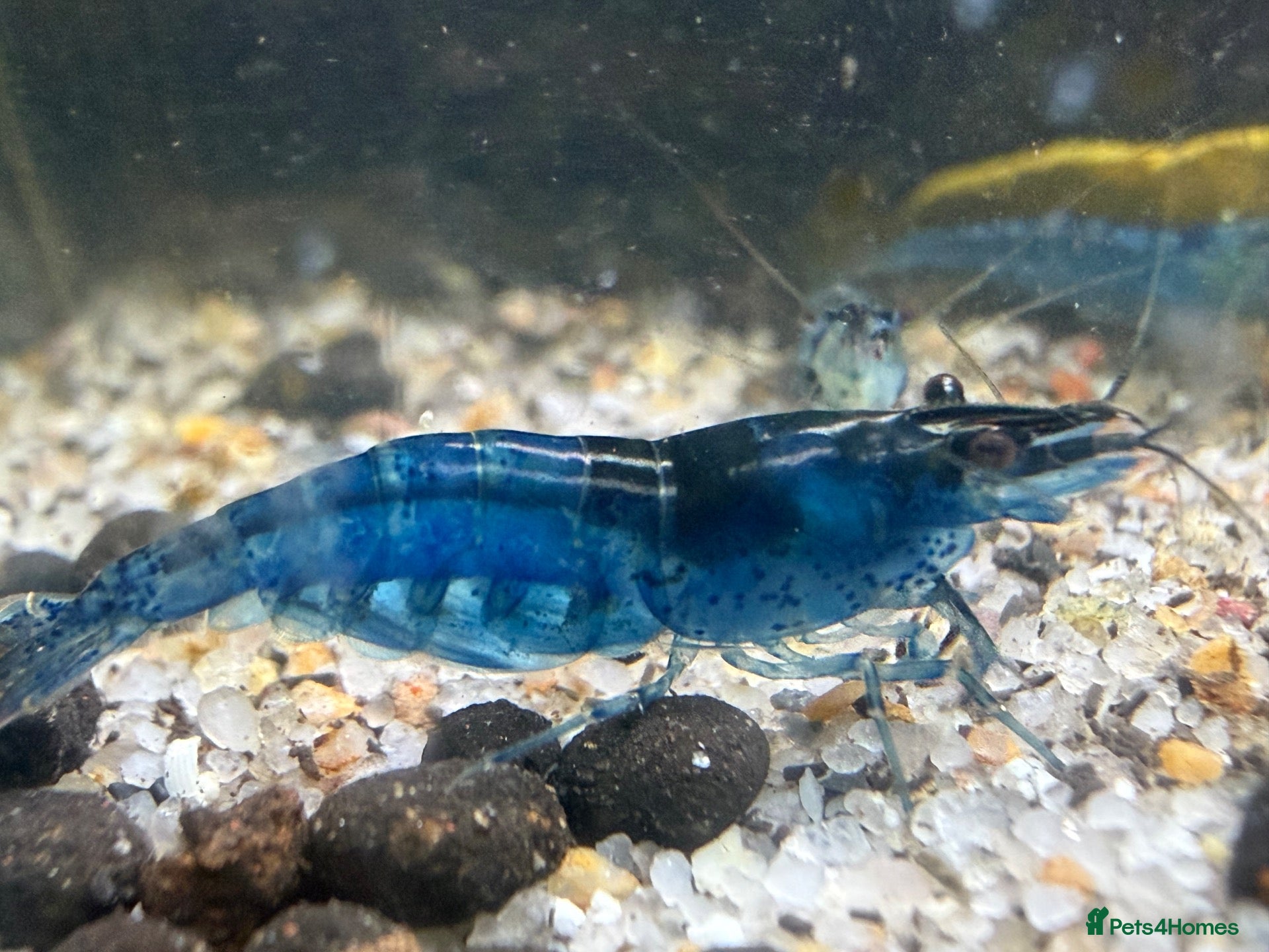 Shrimps fish BLUE DREAM SHRIMP💙YELLOW CHERRY SHRIMP💛AMANO🤍 - Advert 5