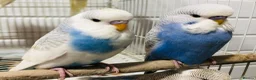 Budgerigars birds for sale: Beautiful Baby Budgies for sale. - Advert 6