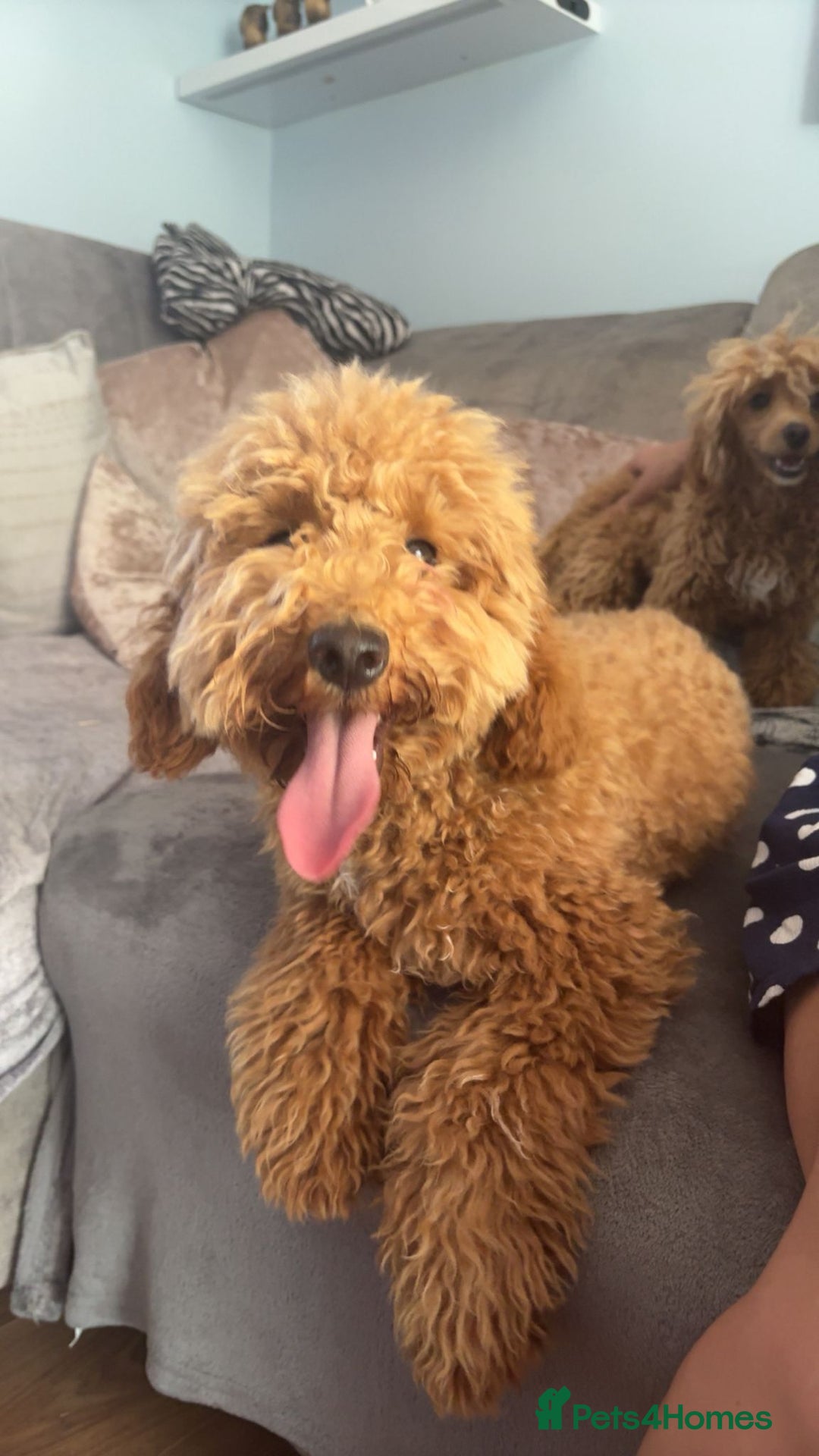 Miniature Poodle dogs for sale: Price reduction £650. Beautiful boy mini poodle  - Image 7