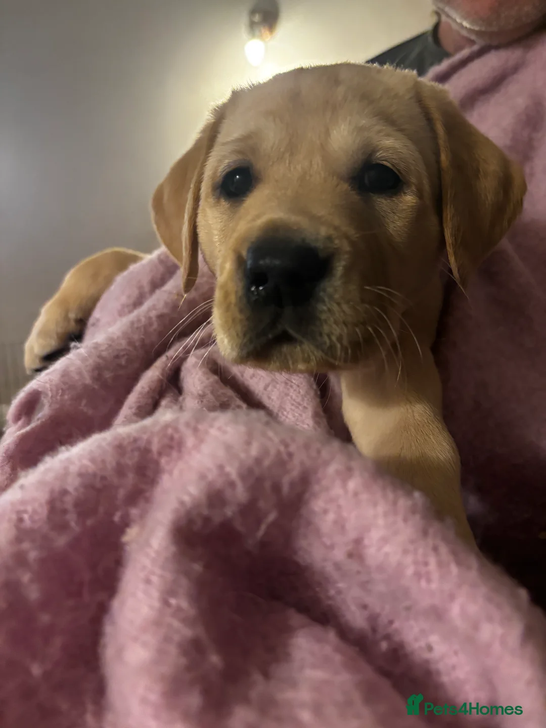 Goldador dogs for sale: Goldador puppies with a dash of dalmation  - Advert 17