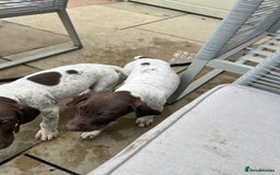 German Shorthaired Pointer dogs for sale: German shorthaired pointer - Image 6