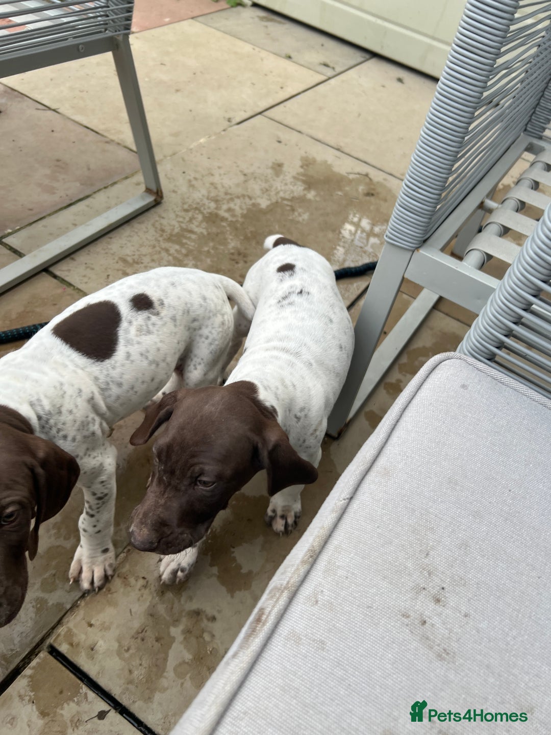 German Shorthaired Pointer dogs for sale: German shorthaired pointer - Image 6