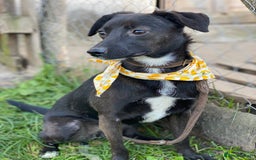 Mixed Breed dogs for adoption: 🐶💖 MOLLY 💖🐶 - Image 5