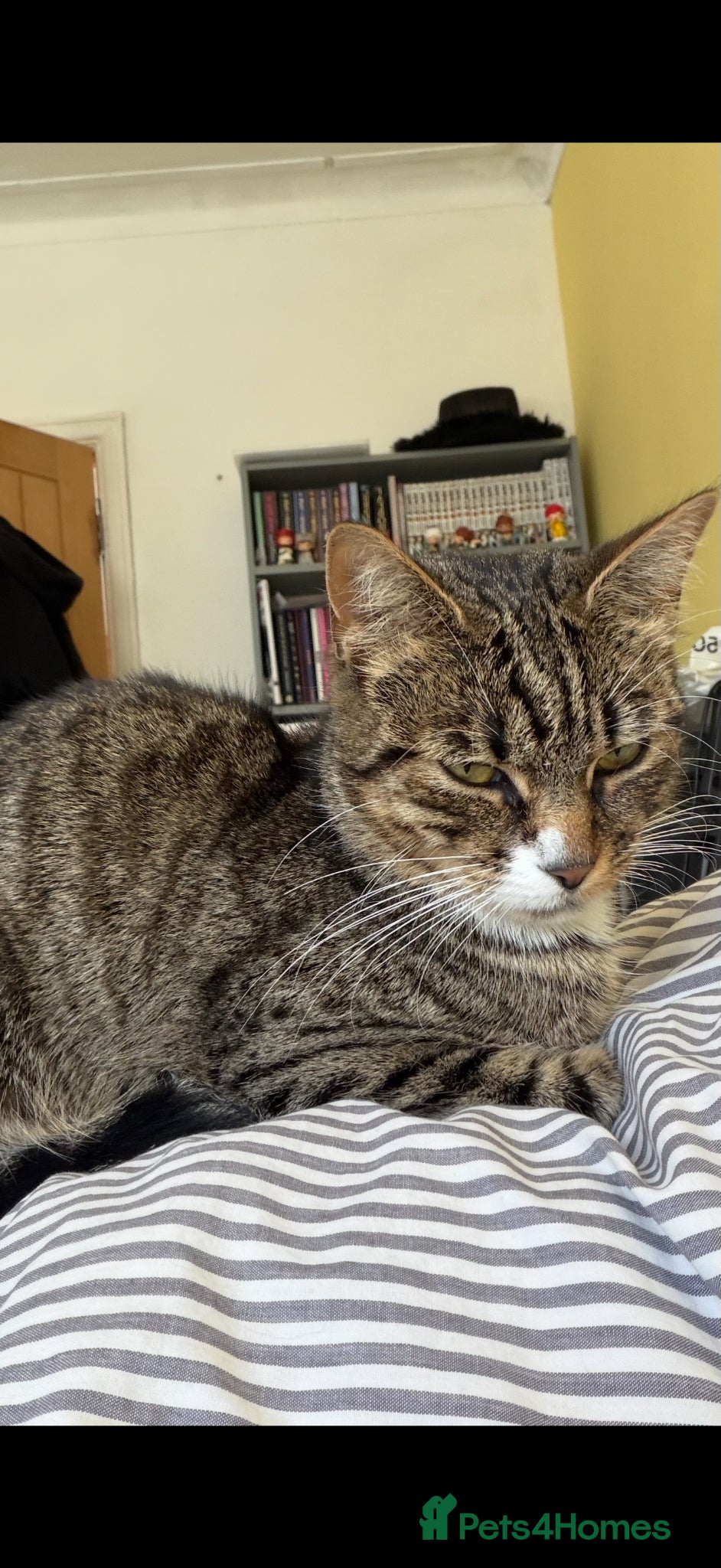 Mixed Breed cats 2 black male kittens for sale  - Advert 1