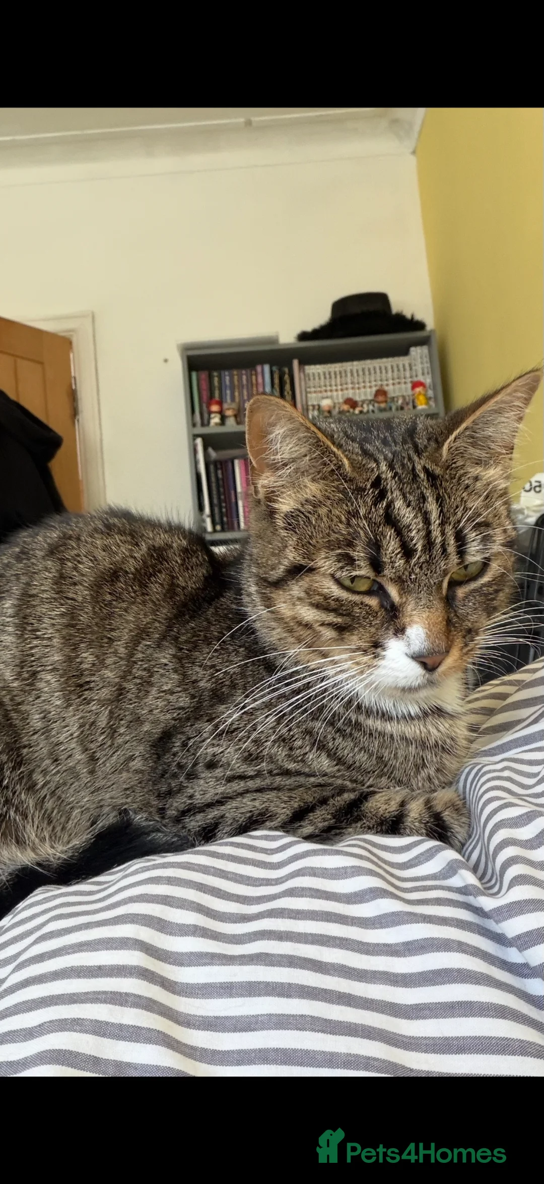 Mixed Breed cats for sale: 2 black male kittens for sale  in London - Advert 1