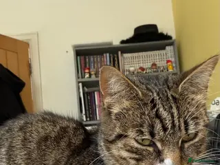 Mixed Breed cats 2 black male kittens for sale - Advert 1