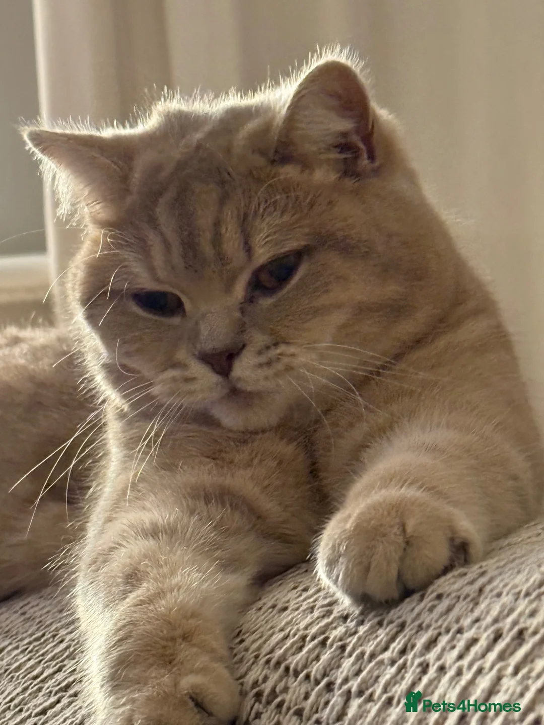 British Shorthair cats for sale: British short hair - Advert 3