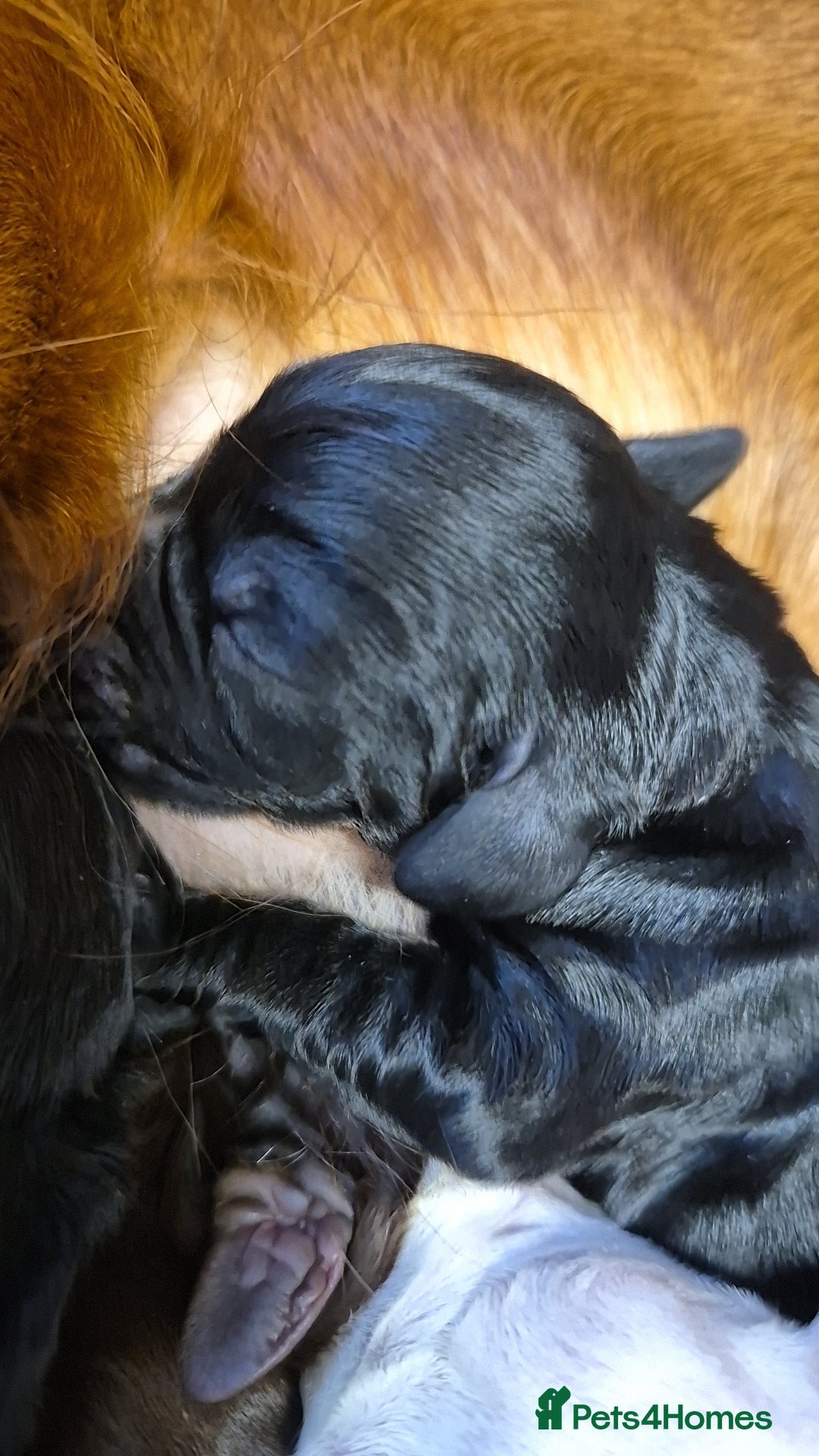 Cocker Spaniel dogs for sale: Stunning cocker spaniel pups - Advert 17