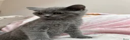 British Shorthair cats for sale: British Shorthair Kittens in Rochester - Advert 14