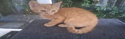 Mixed Breed cats for sale: Rare female Ginger Tabbies 😻 - Advert 32