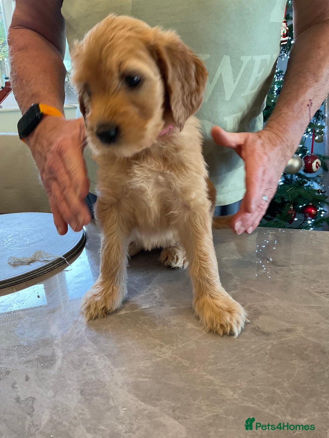 Mixed Breed dogs for sale: Beautiful Goldendoodle/Spangold Retriever Puppies - Advert 7