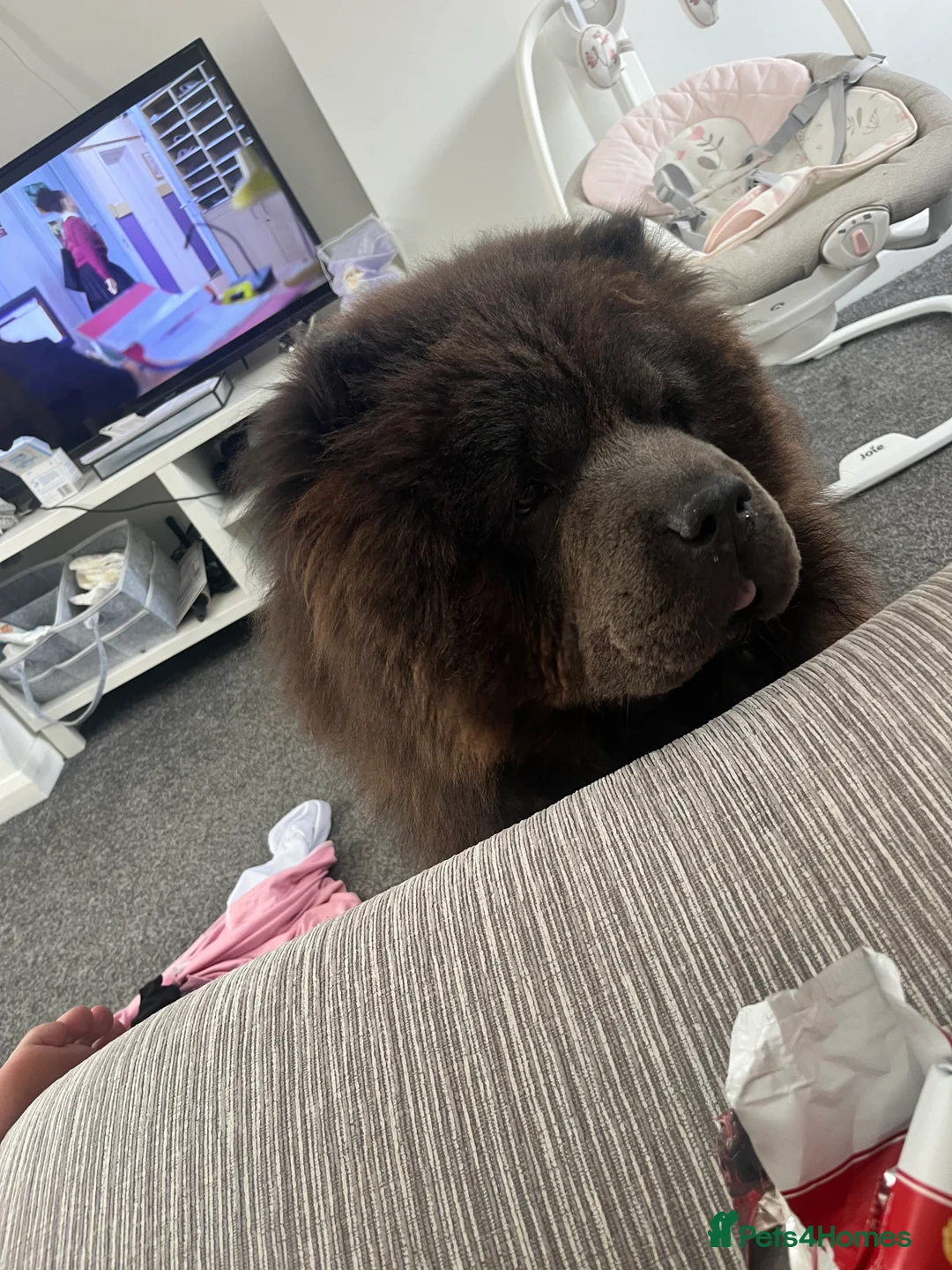 Chow Chow dogs for stud: Chow Chow For Stud - Advert 2