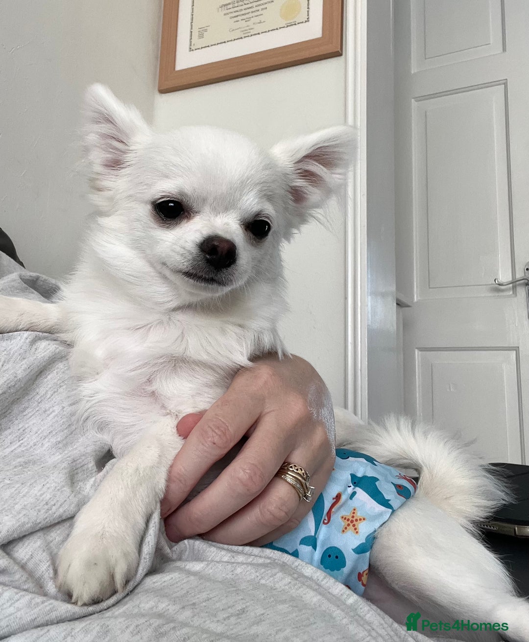 Chihuahua dogs for sale: Absolutely gorgeous White Longcoat Boy  - Image 7