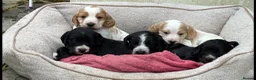 Cocker Spaniel dogs for sale: Show type puppies from health tested parents - Advert 1
