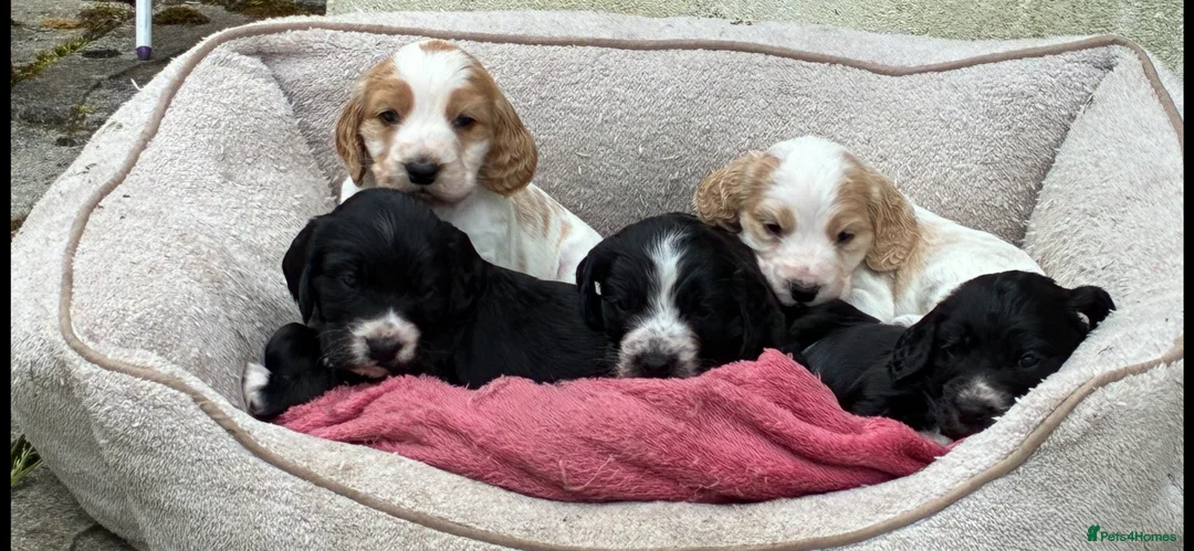 Cocker Spaniel dogs for sale: Show type puppies from health tested parents - Advert 1