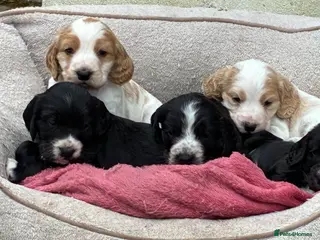 Cocker Spaniel dogs Show type puppies from health tested parents - Advert 6