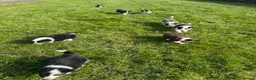 Border Collie dogs for sale: STUNNING LITTER OF 8 BORDER COLLIE PUPPYS  - Advert 15