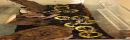 Snails invertebrates for sale: Africa snails  - Advert 1