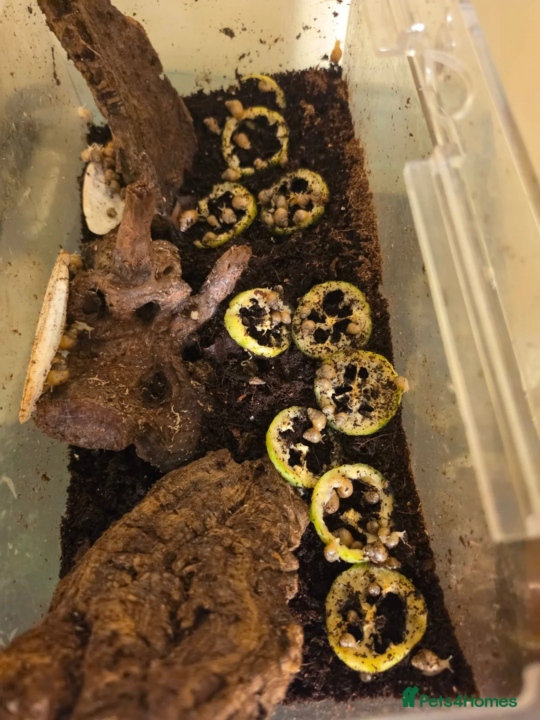 Snails invertebrates for sale: Africa snails  - Advert 1