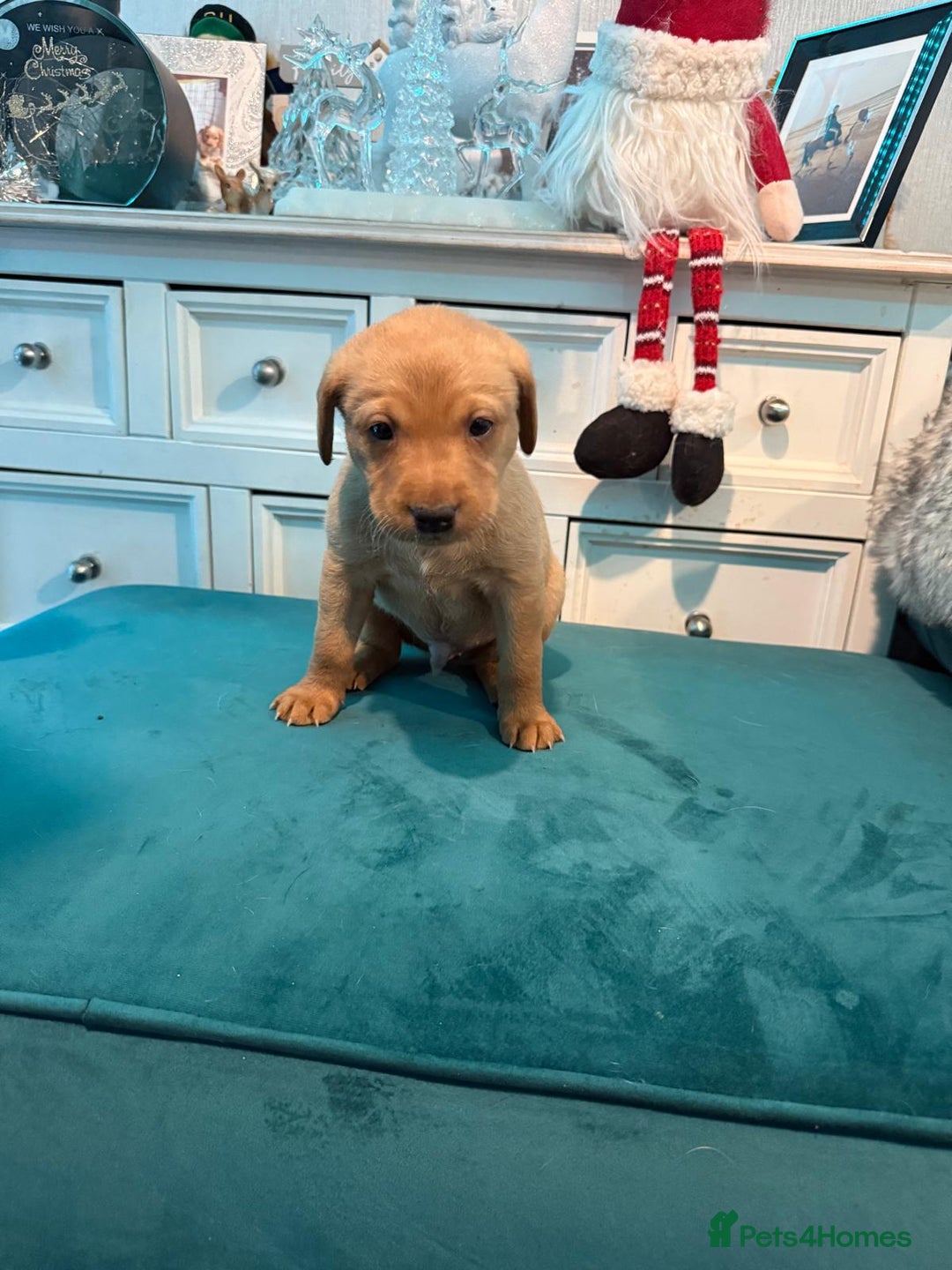 Labrador Retriever dogs for sale: KC Registered Labrador Retriever Puppies  - Advert 13