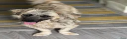 Mixed Breed dogs for adoption: Beautiful Josh looking for love! - Advert 10