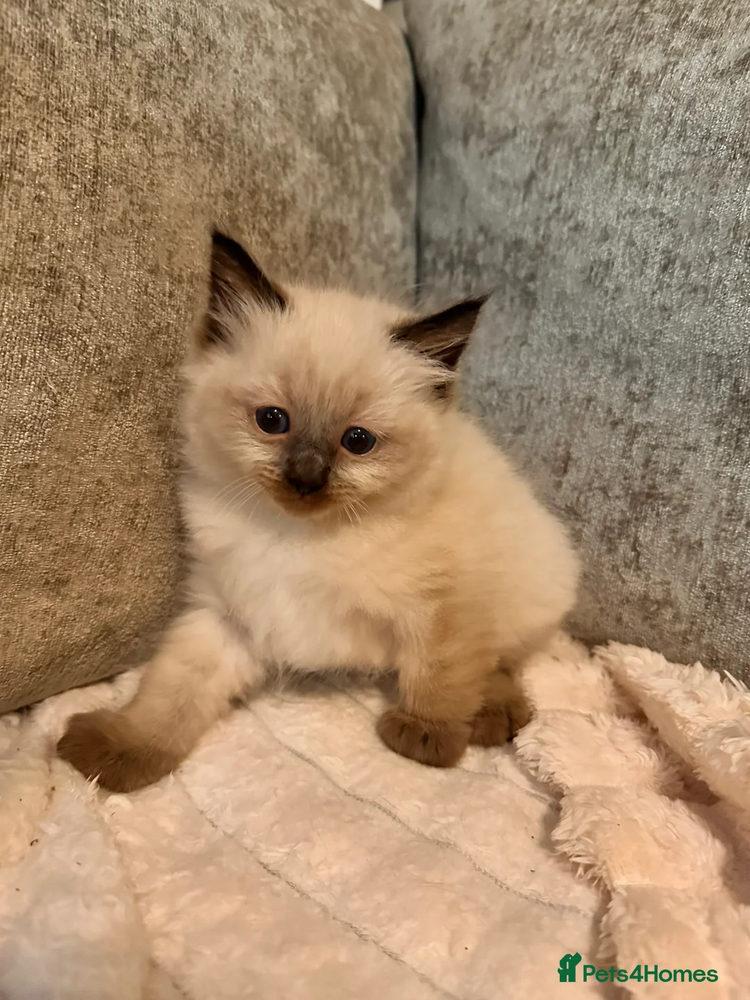 Ragdoll cats for sale: Calico Ragdoll Kittens - Advert 2