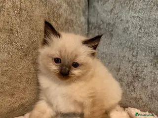 Ragdoll cats Calico Ragdoll Kittens - Advert 2