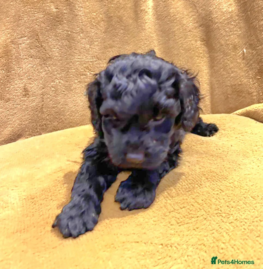 Cockapoo dogs for sale: 4 beautiful cockerpoo pups - Advert 10
