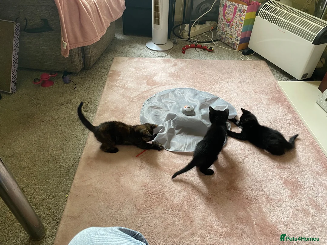 Domestic Shorthair cats for sale: Three kittens for sale  in Heywood - Advert 1