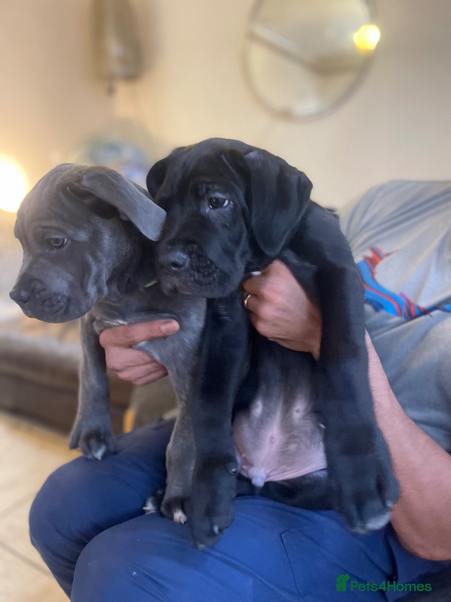 Cane Corso dogs Outstanding ICCF Cane Corso Pups, Family-Guardians - Advert 12