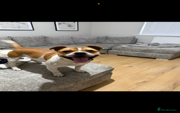 Mixed Breed dogs for sale: French bulldog X Patterdale terrier   - Image 1