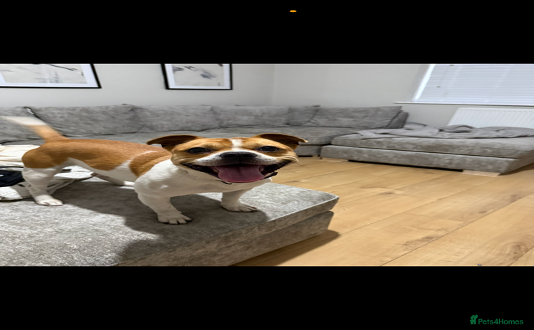 Mixed Breed dogs - Advert 1