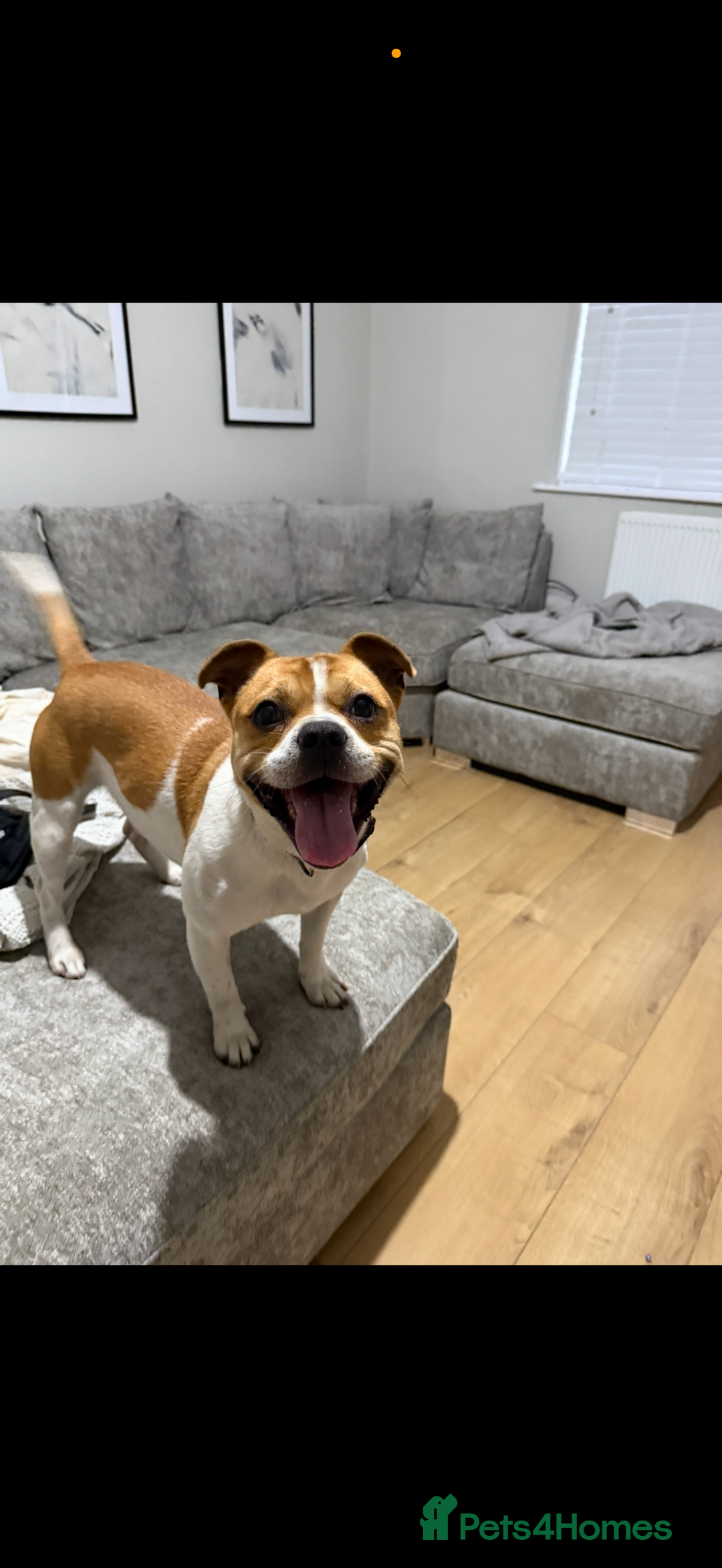 Mixed Breed dogs for sale: French bulldog X Patterdale terrier   - Image 1