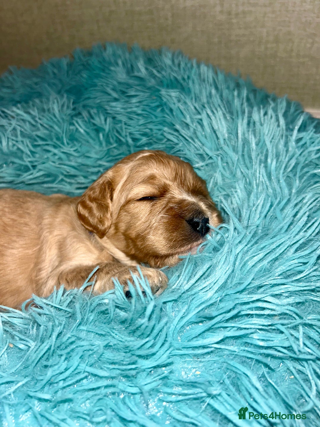 Cavapoo dogs for sale: Pups coming soon (F1) - Advert 7