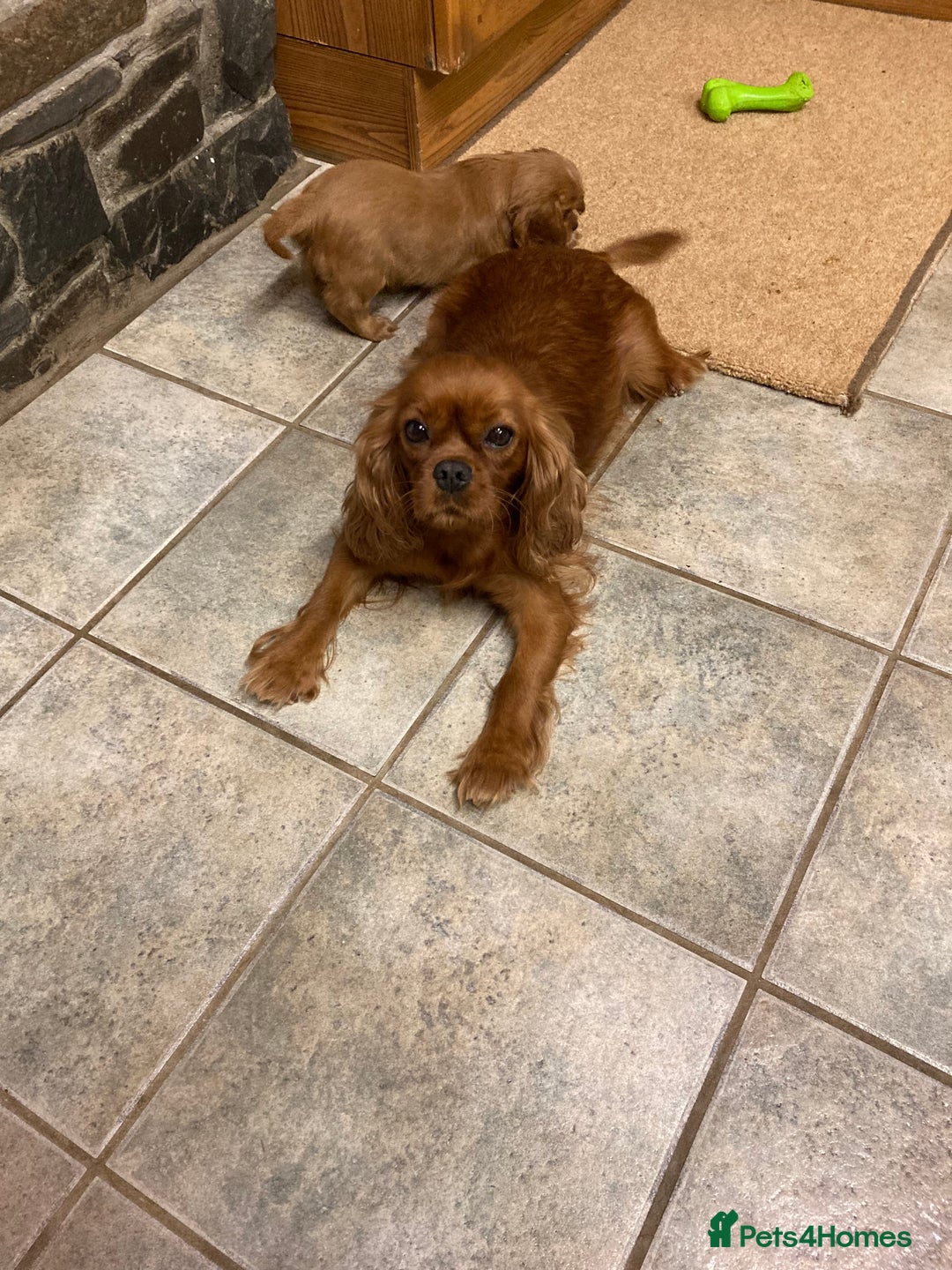 Cavalier King Charles Spaniel dogs for sale: KC ruby pups from health tested parents - Image 2