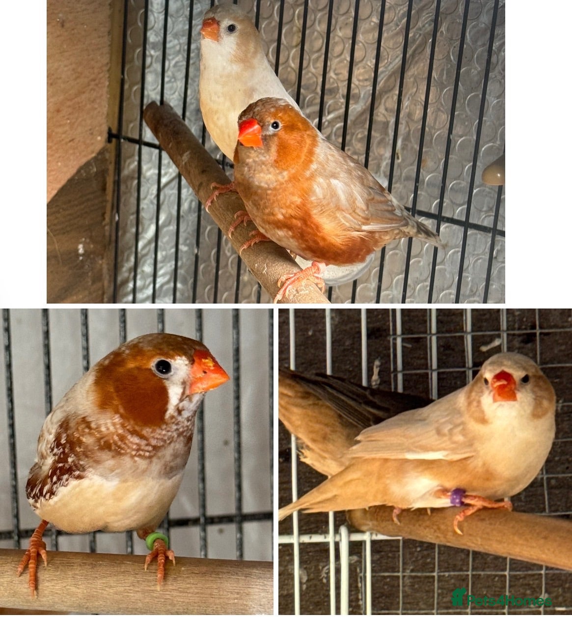 Mixed Breed birds Zebra Finches  - Advert 13