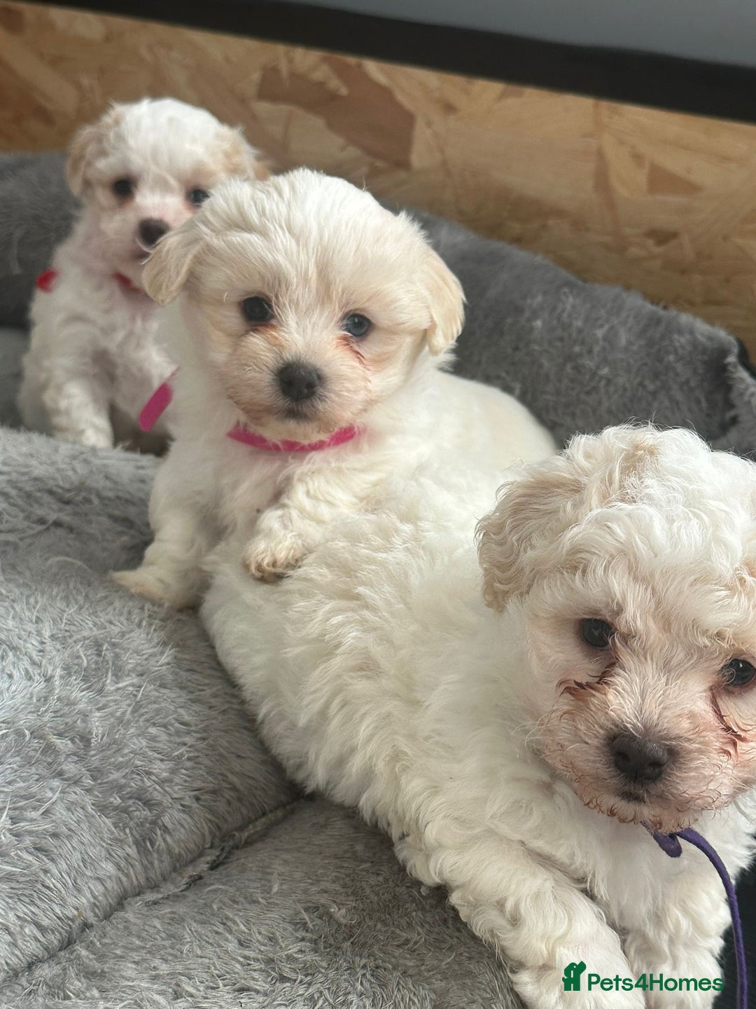 Bichon Frise dogs for sale: Bichon Maltese - Advert 3