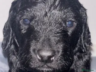 Cockapoo dogs **STUNNING COCKAPOO PUPPIES** - Advert 1