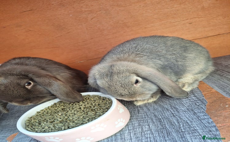 Mini Lop rabbits - Advert 5