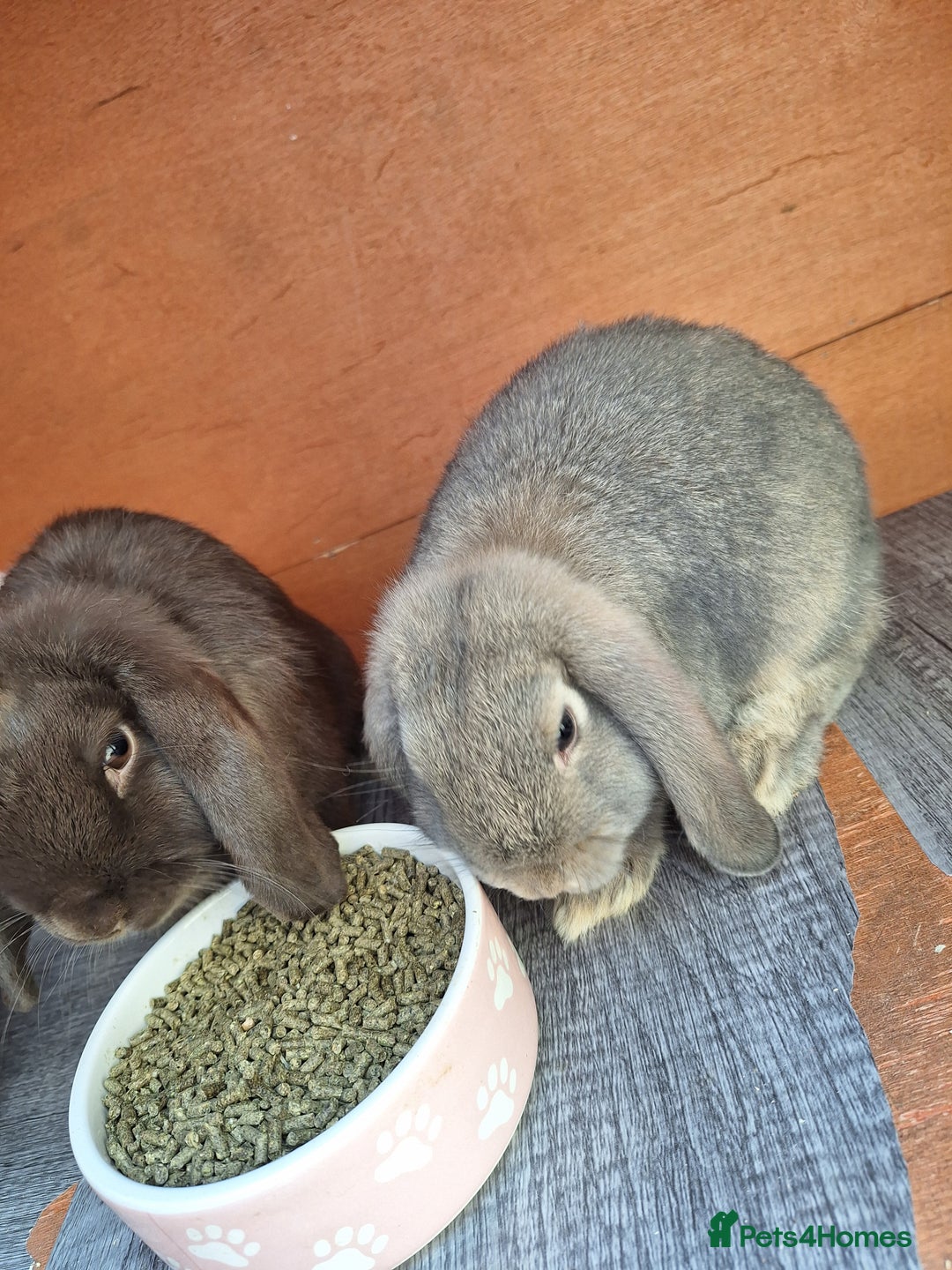 Mini Lop rabbits for sale: REDUCED Beautiful Mini Lop last boy available  - Image 1