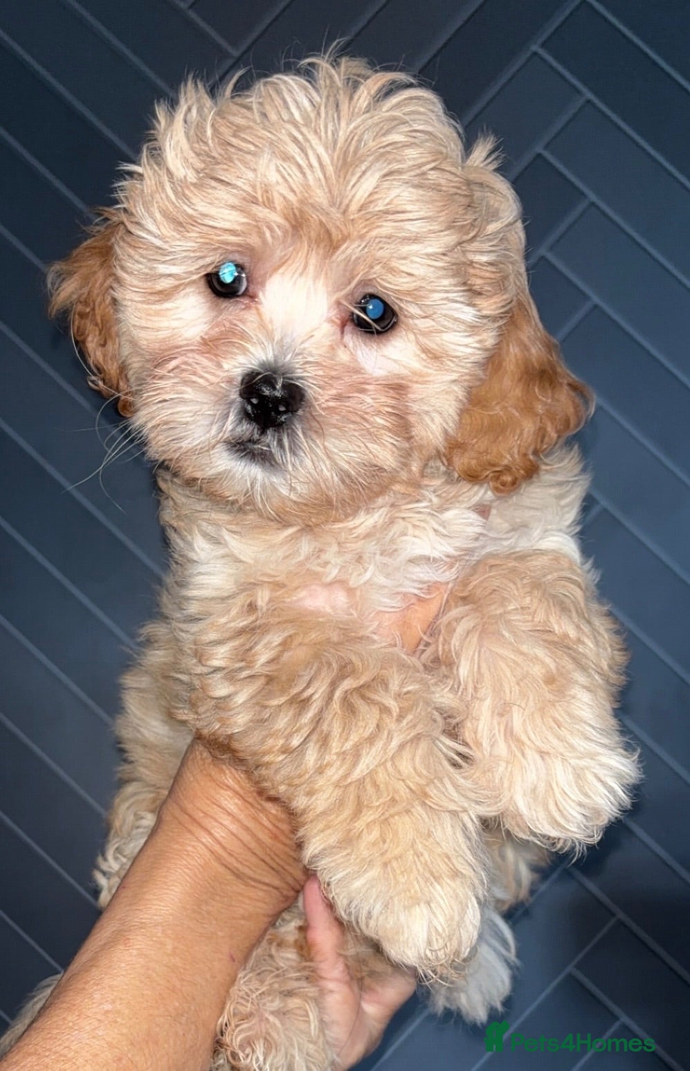 Shihpoo dogs Beautiful F1 Shihpoos - Advert 1