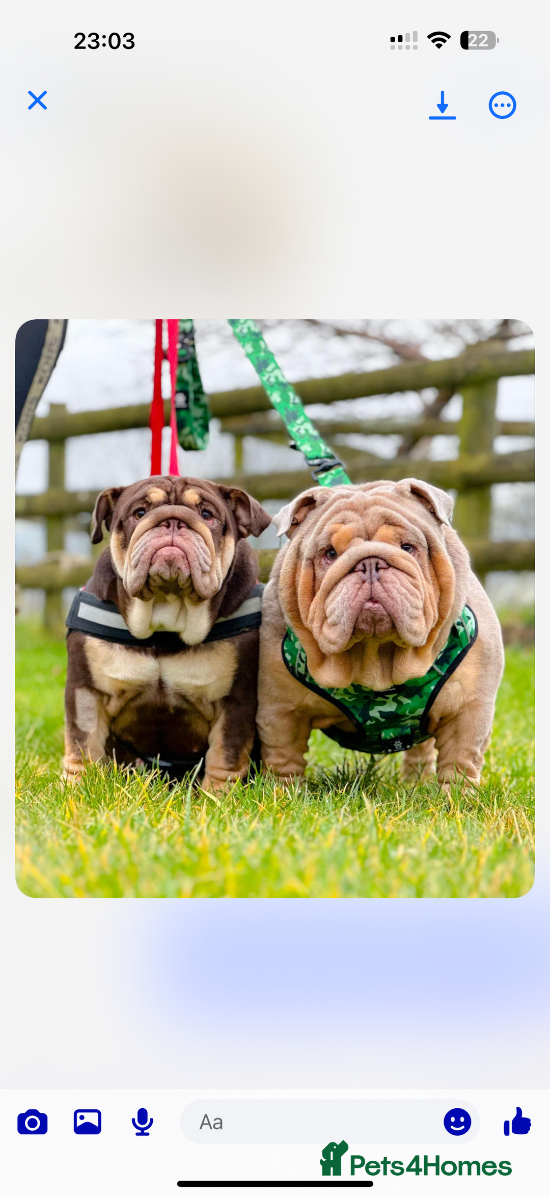 English Bulldog dogs for sale: *Stunning* KC English bulldog puppies ready soon!! - Advert 12