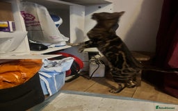 Bengal cats for sale: Bengal cross Savannah  - Image 6