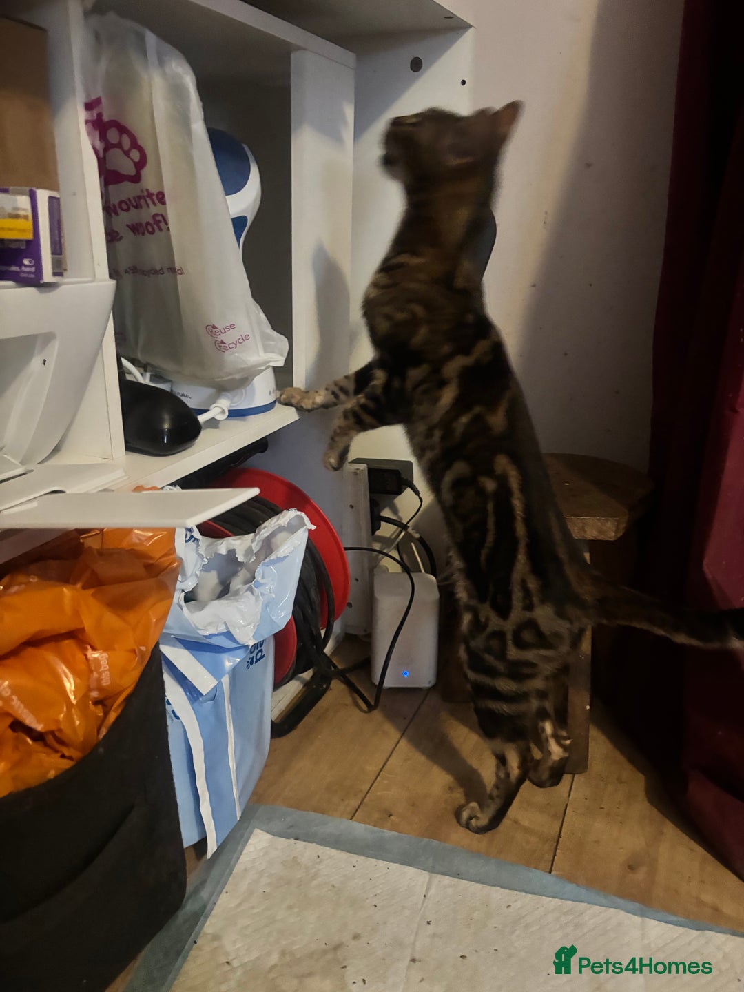 Bengal cats for sale: Bengal cross Savannah  - Image 6