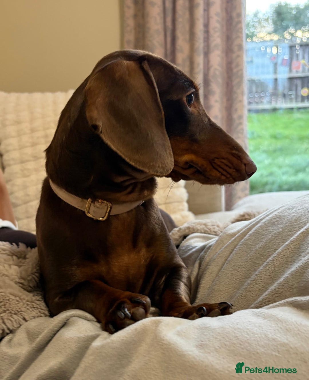 Miniature Dachshund dogs for sale: Female Choc & Tan Miniature Dachshund - Image 3