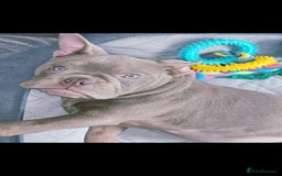 Olde English Bulldogge dogs for sale: Female Olde English Bulldogge - Advert 2