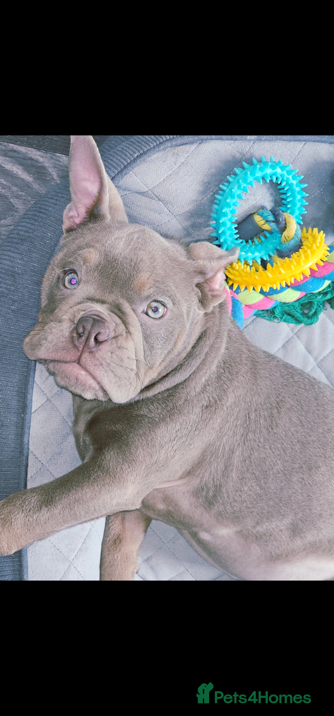 Olde English Bulldogge dogs for sale: Female Olde English Bulldogge - Advert 2