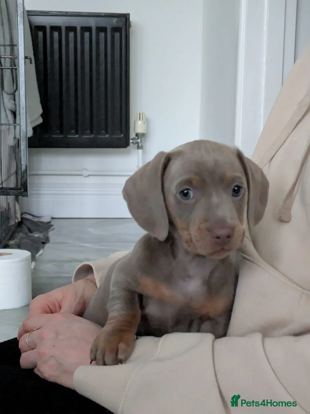 Miniature Dachshund dogs for sale: KC registered smooth hair miniature dachshund  - Advert 6